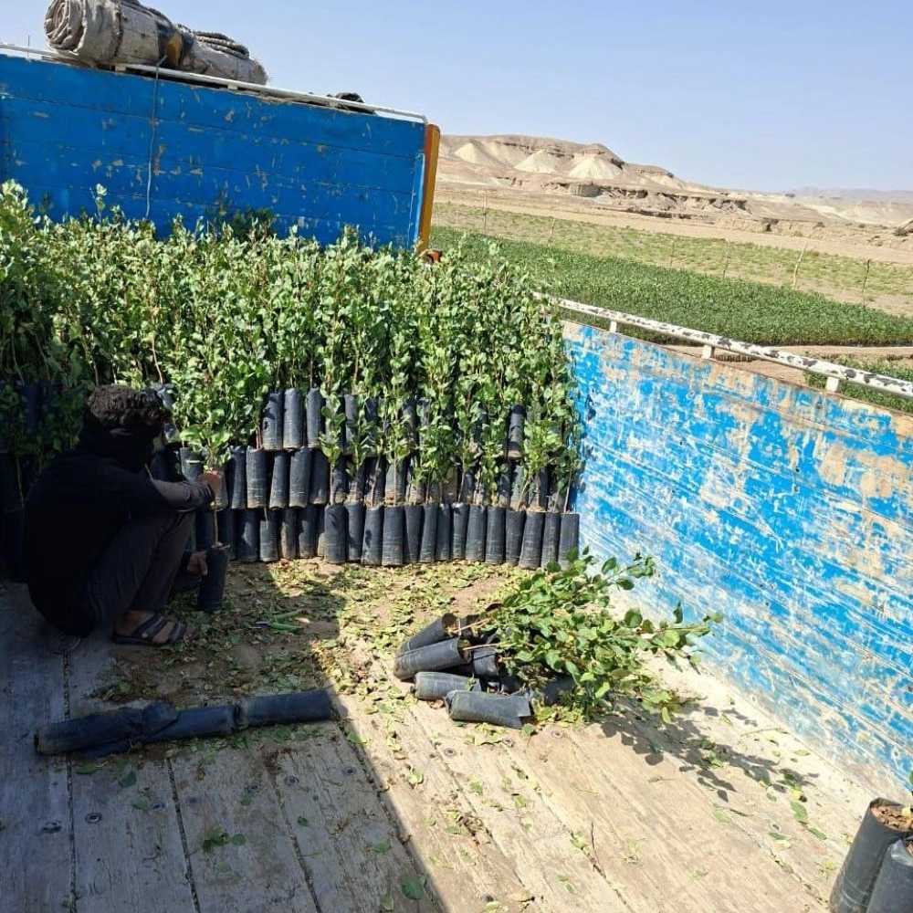 تحت عنوان بذر مورد استفاده نهالستان