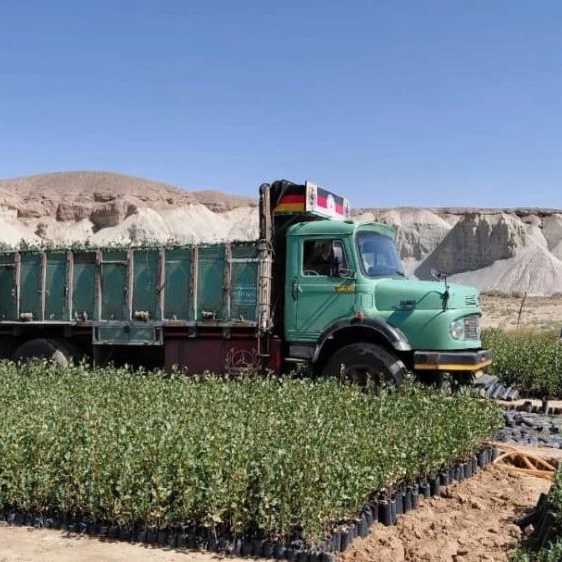تحت عنوان بذر مورد استفاده نهالستان