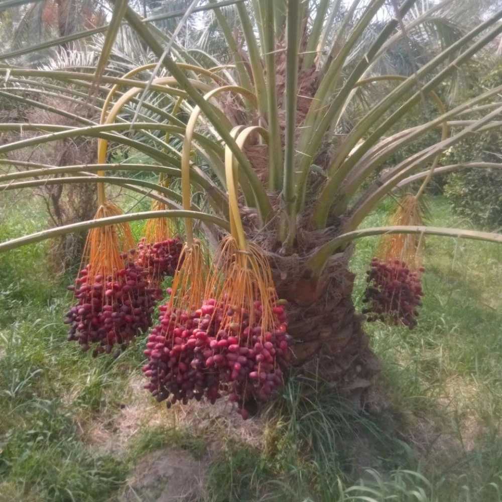 تولیدکننده و عرضه کننده خاک پالم پیت باکیفیت در کرمان