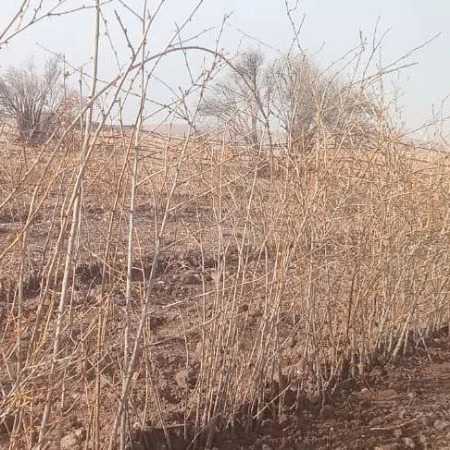 فروش نهال زرشک سیاه شناسنامه‌دار در تیل