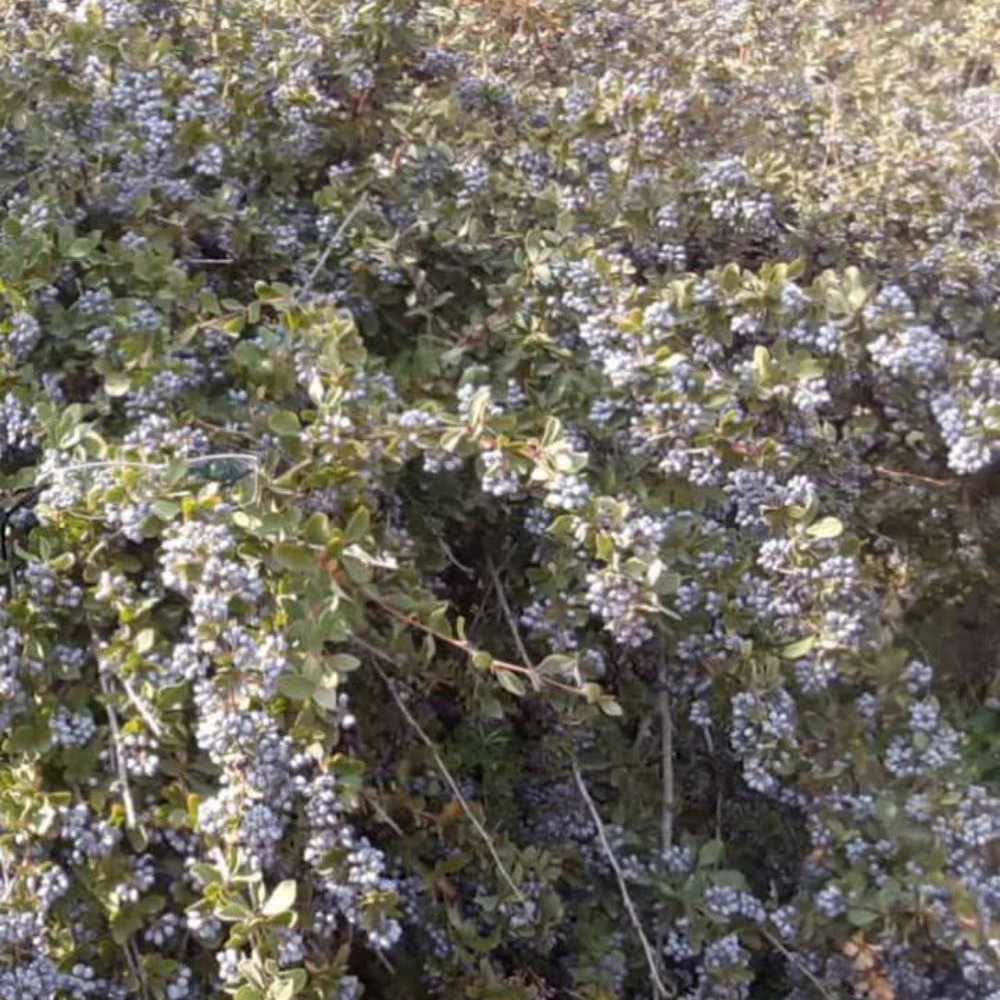 نهالستان تخصصی زرشک سیاه بی‌دانه در شبستر
