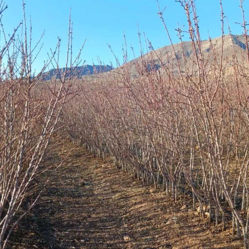 نهال زرشک سیاه