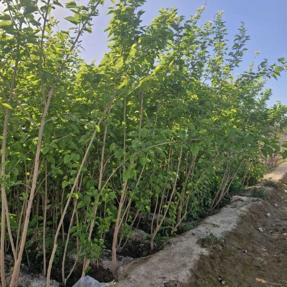 تولید و فروش گل رز هلندی