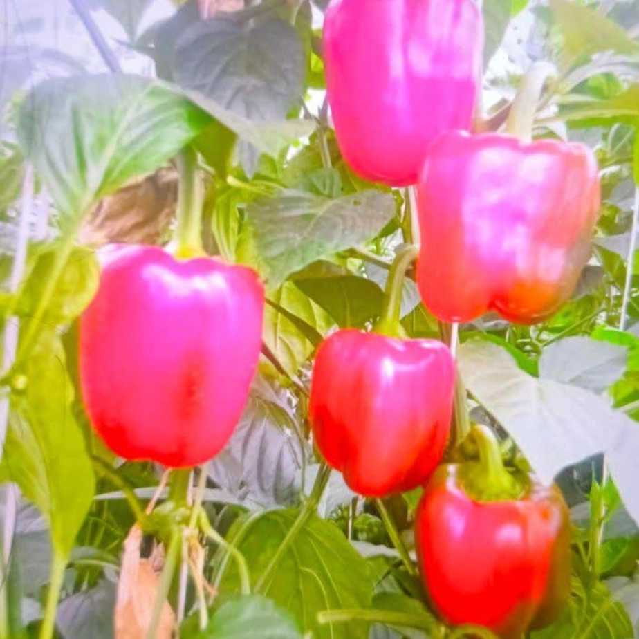 صنایع غذایی دادنام
