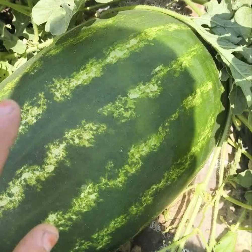 صادرات هندونه
