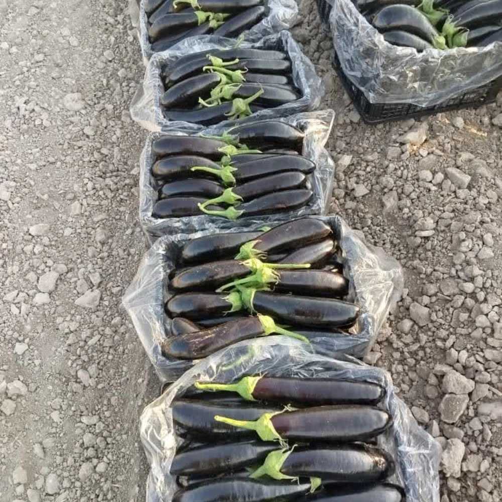 صادرات بادمجون