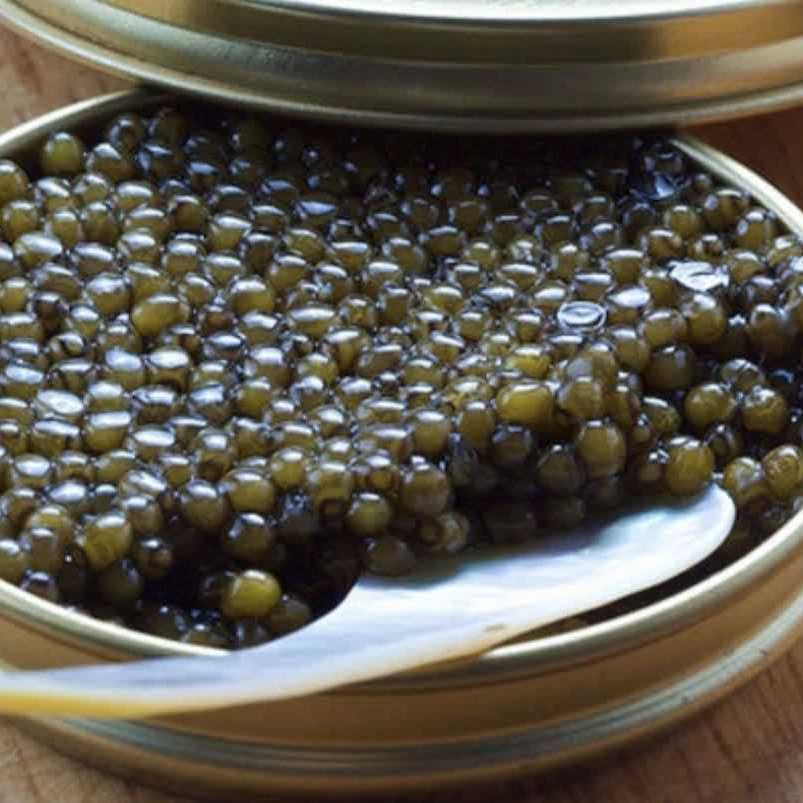 صادرات خاویار ماهی سالمون