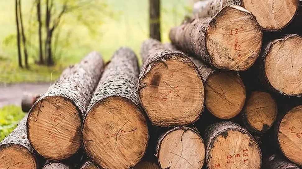 بازرگانی خادمی، تولید و فروش چوب راش توسکا و جنگلی در یافت آباد تهران
