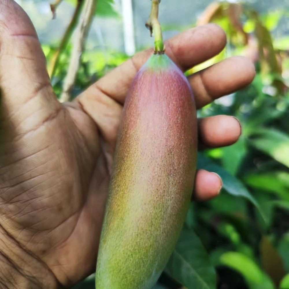 خرید نهال گرمسیری در کرمان