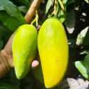 نهالستان و گلخانه مشایخی، عرضه نهال انبه درختان استوایی و گرمسیری در کرمان