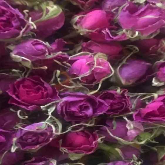 قیمت گل گاوزبان