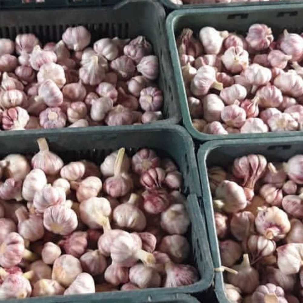 خدمات سورتینگ و بسته‌بندی سیر