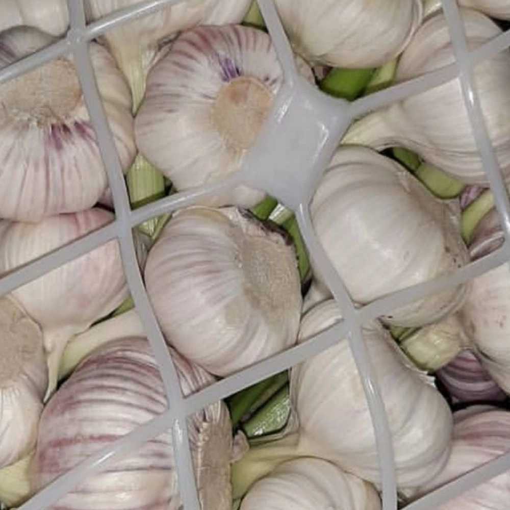 سیر سورت شده عمده