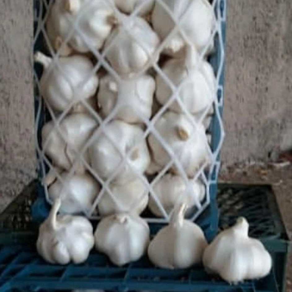 خرید عمده سیر بسته‌بندی شده