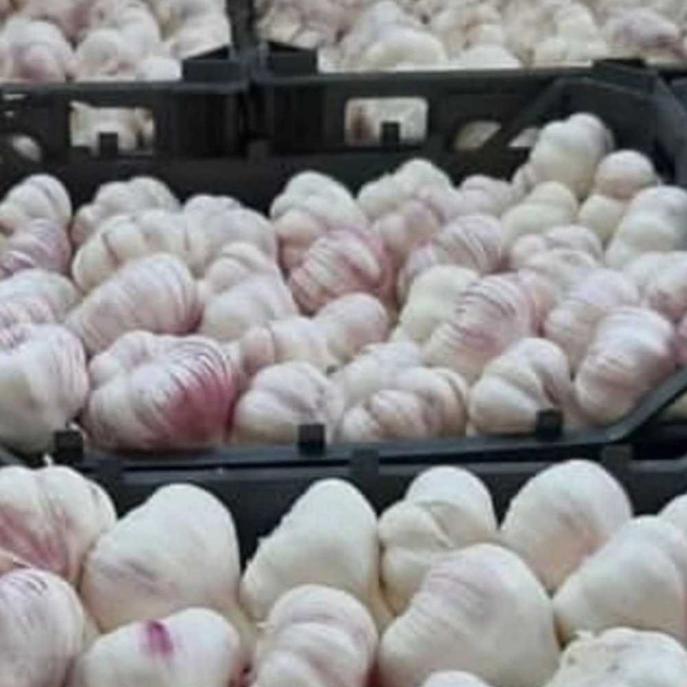 سیر صادراتی با ماندگاری بالا