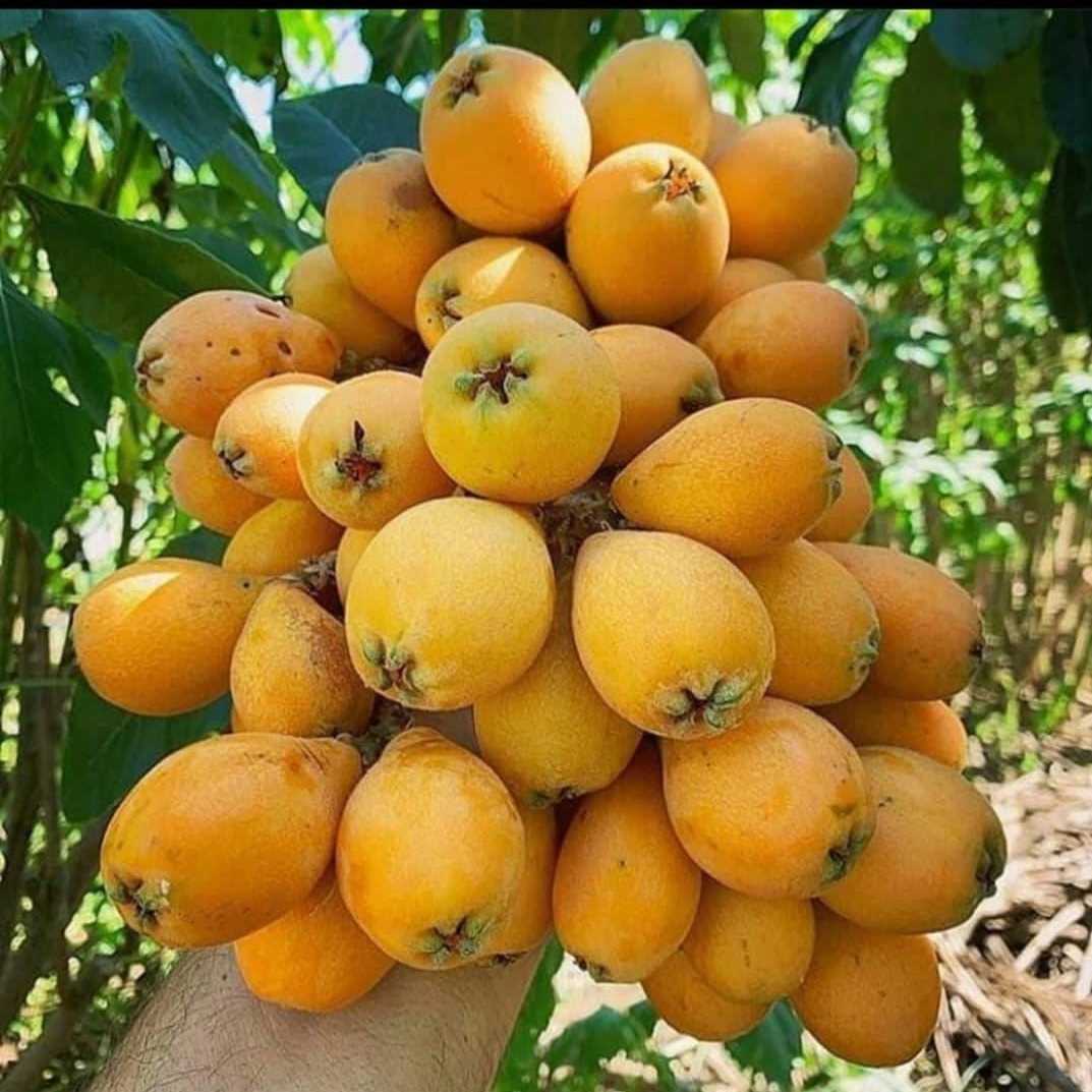 نهالستان دشت سبز نوربخش