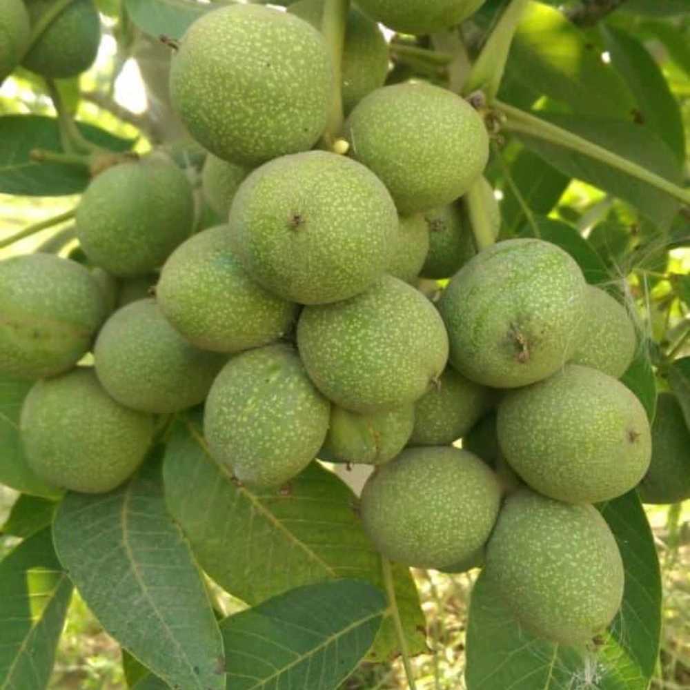 فروش نهال میوه اصلاح شده