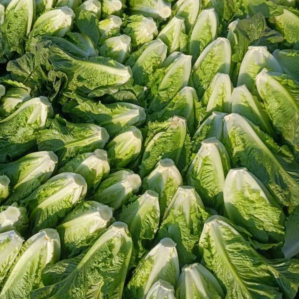 فروش صیفی جات