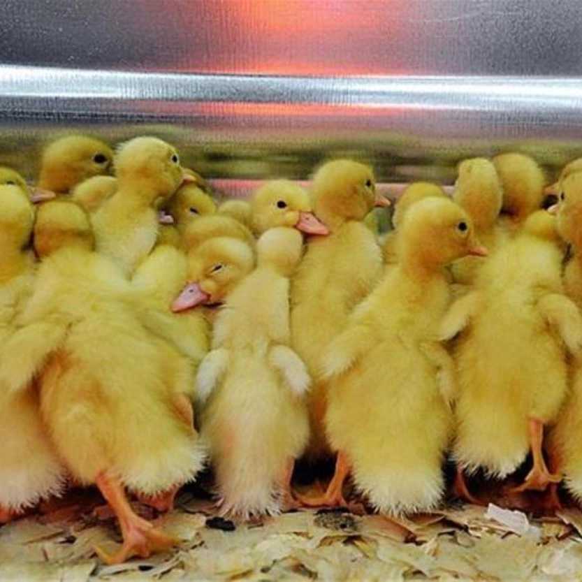 خرید نیمچه اردک تخم‌گذار