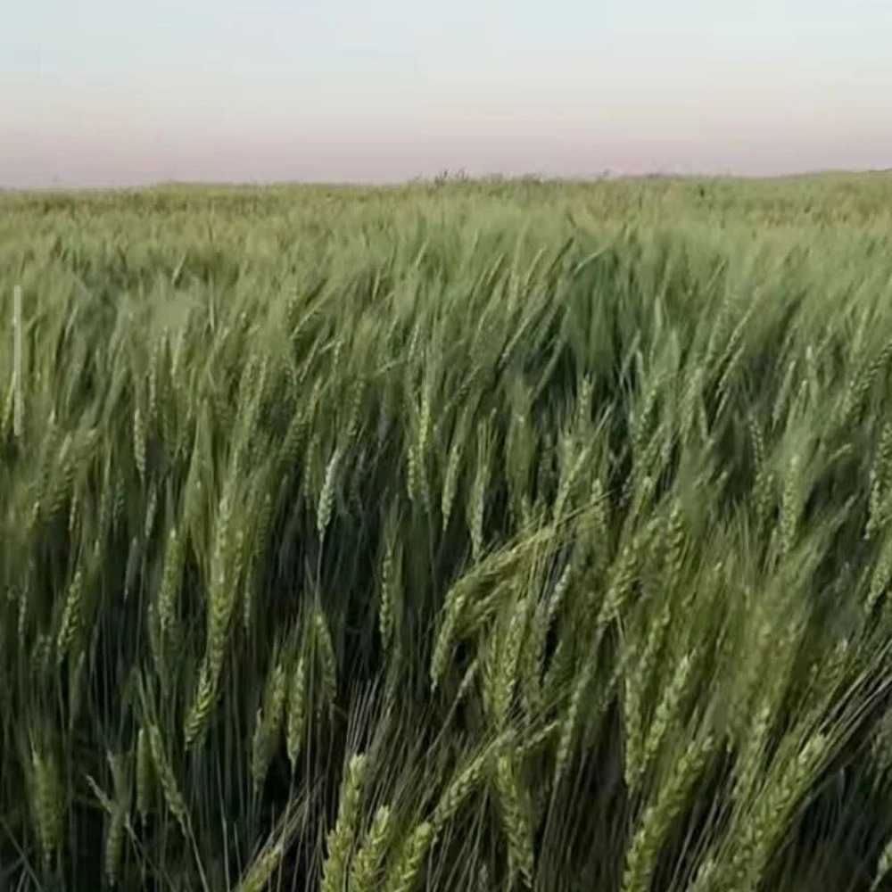 فروش نهاده کشاورزی در کردستان