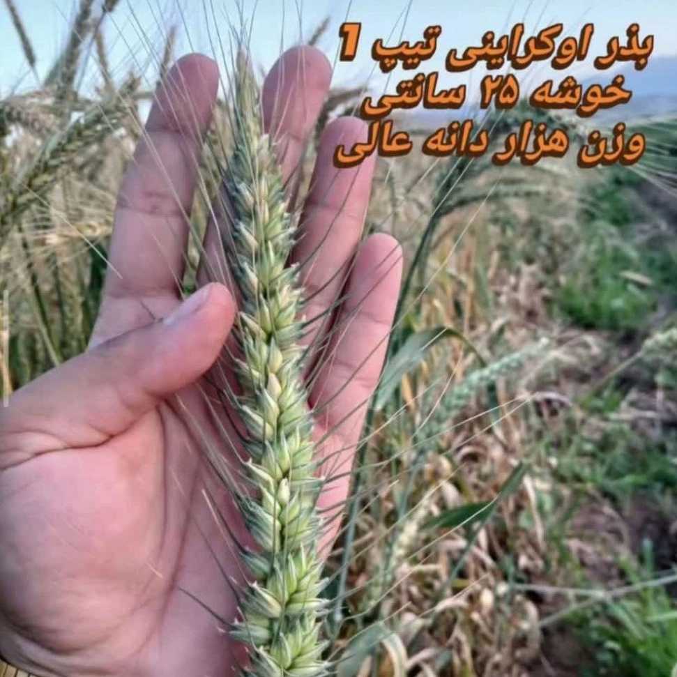 فروش بذر اوکراینی در کردستان