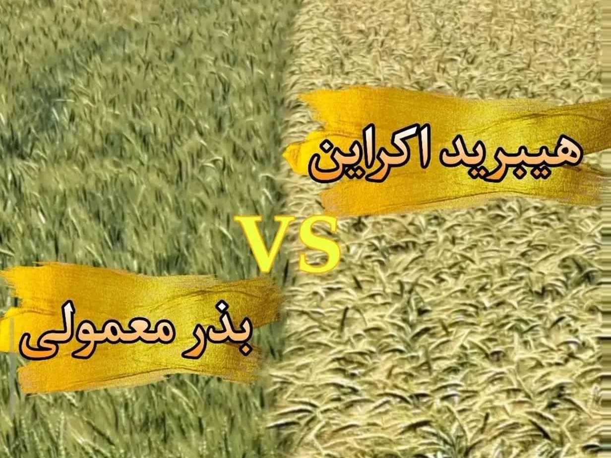 نمایندگی بذر ذیجود در کردستان