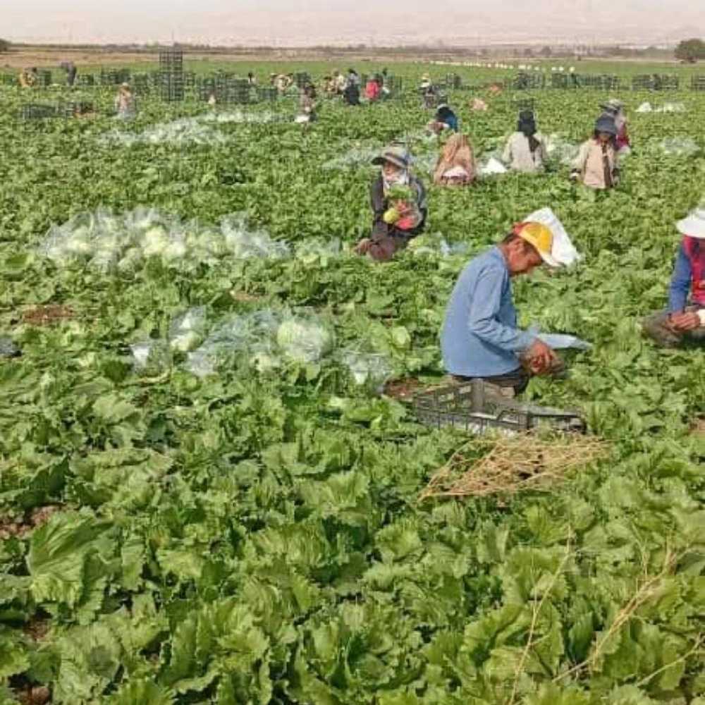 برداشت کاهو