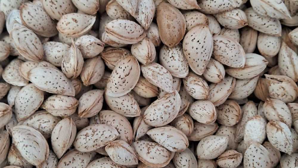 فروش عمده و صادرات بادام درختی بهاءلو در تهران