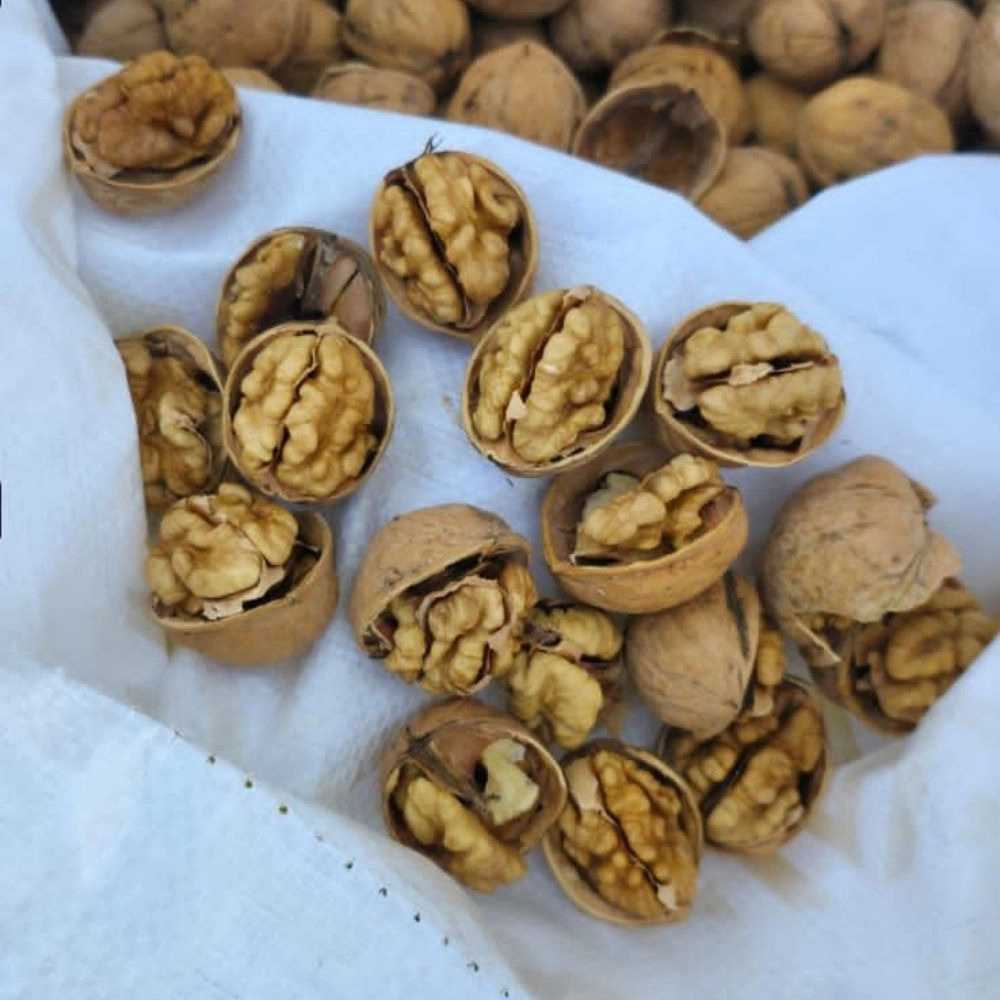 فروش عمده گردو