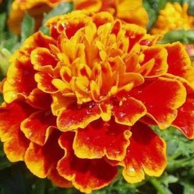 1699077242250.webp