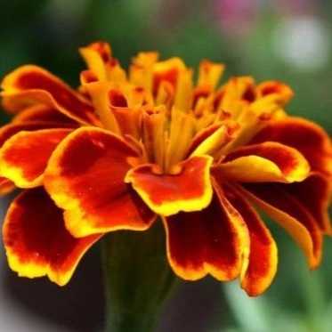1699077242576.webp