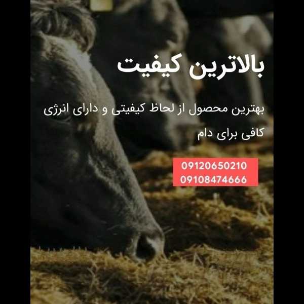 1700026756500.webp