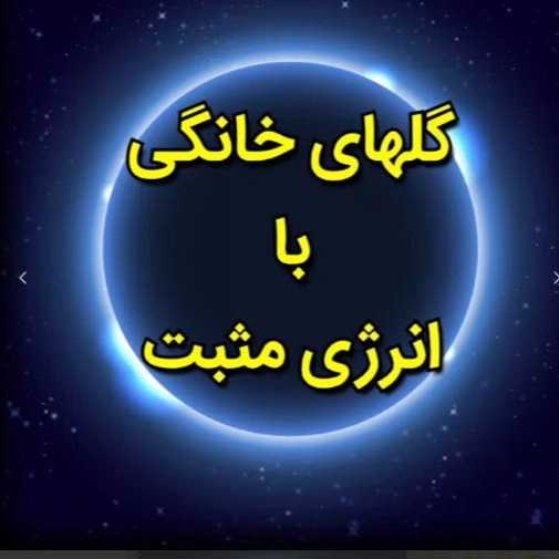 1717053226804.webp