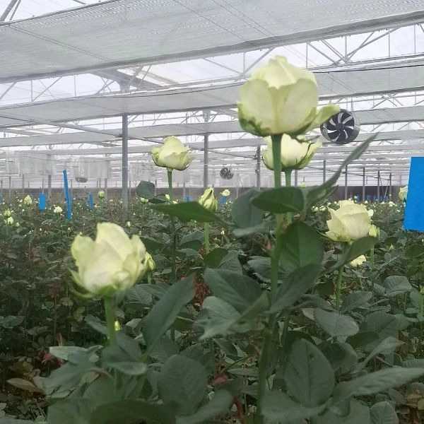 1723101349495.webp