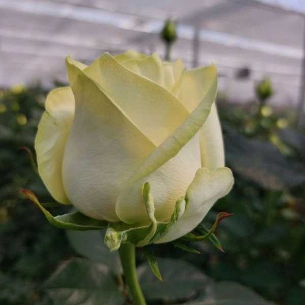 1723101428950.webp