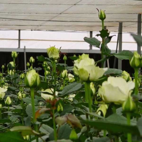 1723101443669.webp