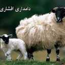 دامداری افشاری فروش و پخش گوسفند میش مرغ و خروس زنده در مهرشهر کرج