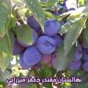 نهالستان و باغستان نوبهار جعفرمیرزایی در میاندوآب