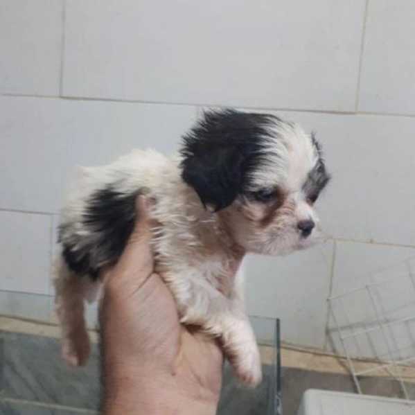 1699768317811.webp
