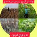 نهالستان گردوی پیوندی نازنین در دشت الشتر