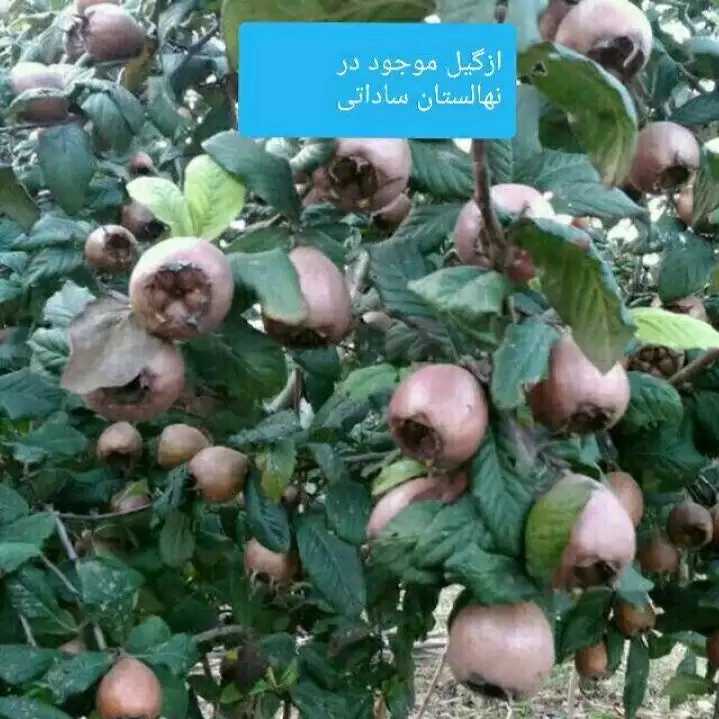 1702459038269.webp
