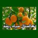 نهالستان سیاه ریشه جهانیان در قائمشهر