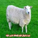 خرید و فروش انواع گوسفند خارجی خاوند در جیرفت