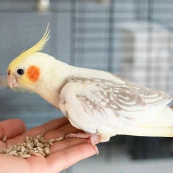 1705833310298.webp