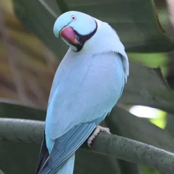 1706527515911.webp