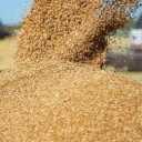 فروش عمده تفاله خوراک دام جوادی در اصفهان