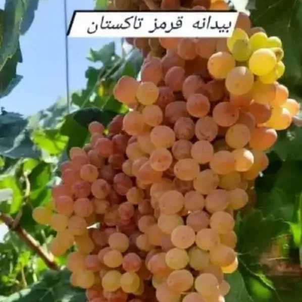 1709635138371.webp