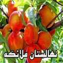 نهالستان ملائکه،فروش نهال انواع میوه در نیشابور