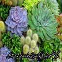مرکز تخصصی تولید گل و گیاه زینتی و فضا سازی شهری اشکورگل در گیلان