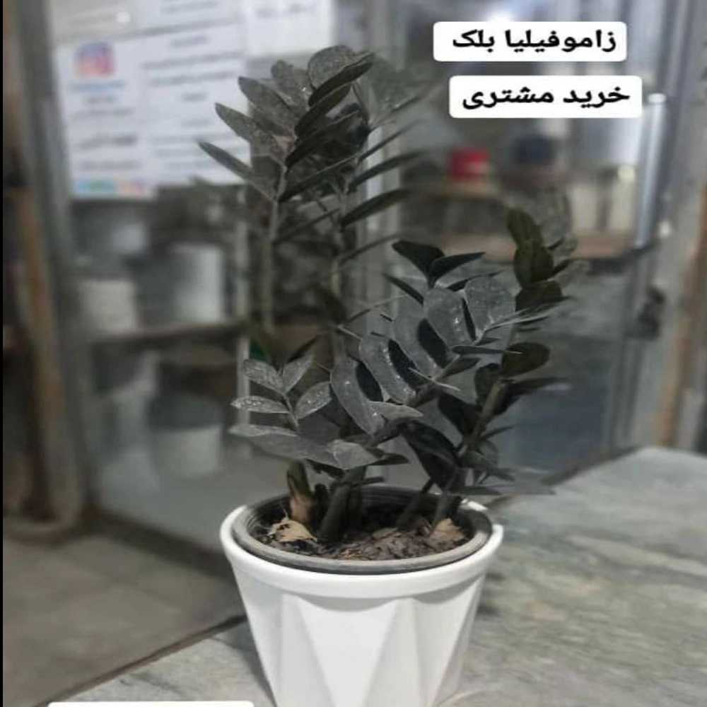 1731483783974.webp